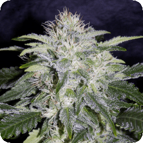 Vault Cannabis Seeds Coupons 24 Carret Auto Feminised