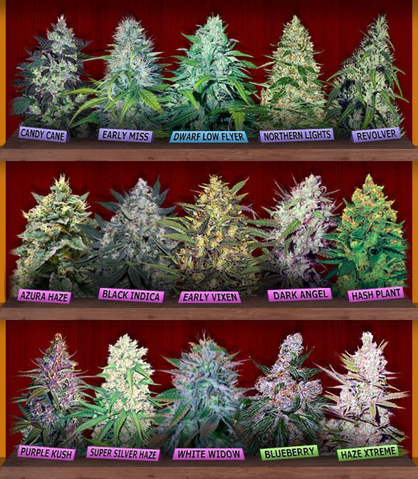 crop king seeds