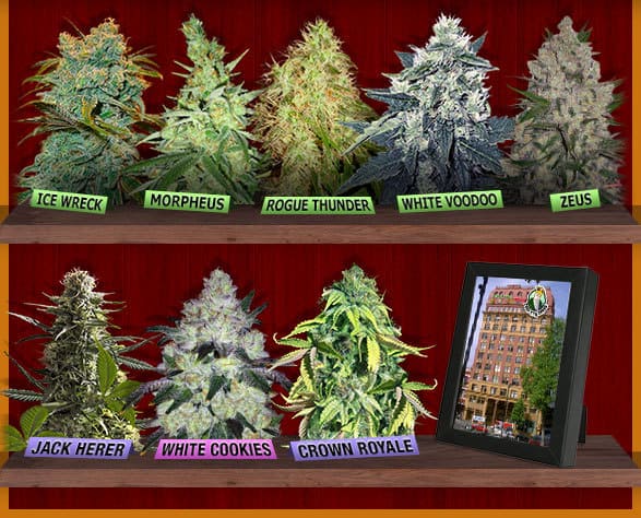 Crop King Seeds Store Discount Coupon Promo Certificate Offer3