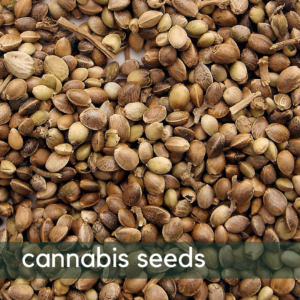 cannabis_seeds_coupon_Codes_save_on_Cannabis_online_Marijuana