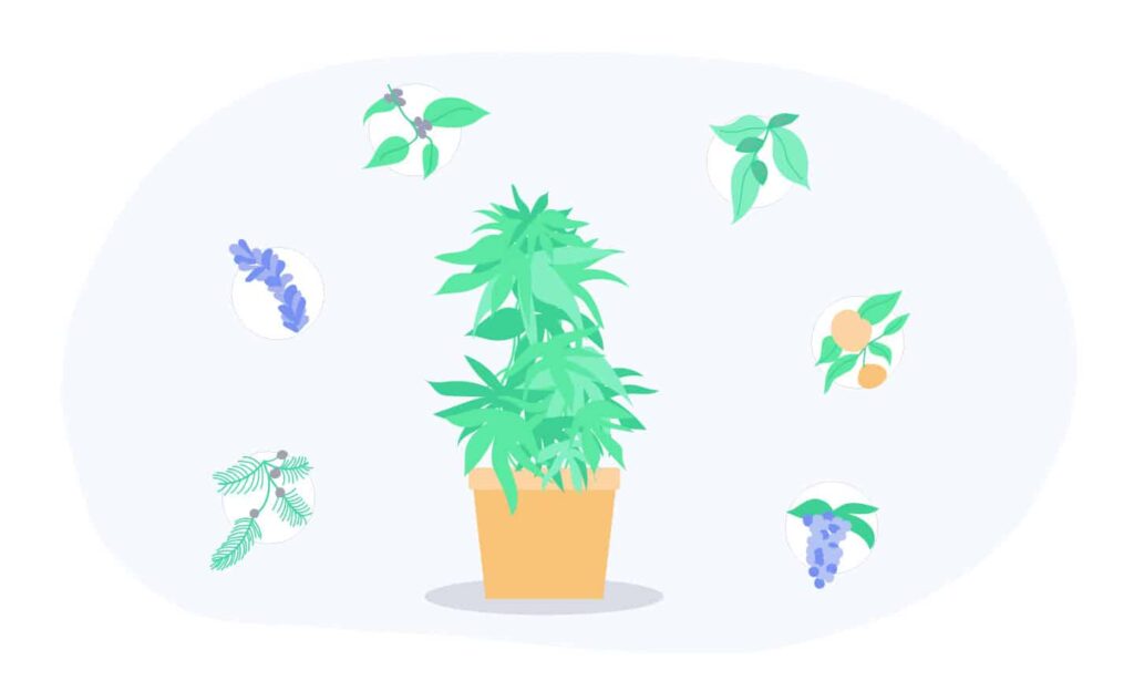 “Meet The Terpenes” • Our New Blog Series Featuring Cannabis’ Best-Kept Secret. 1 Meet &Amp; Learn About Cannabis Terpenes