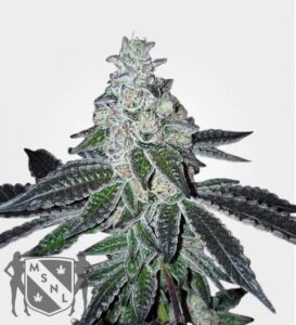 MSNL Seeds Coupons Gelato Feminised Seed