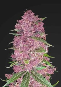 Seed City Coupons Purple Lemonade Cannabis Seeds