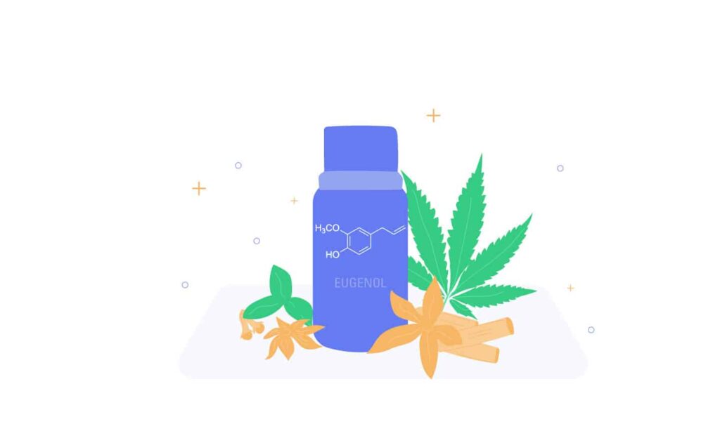 Meet The Cannabis Terpenes - Eugenol 1 Cannabis Terpene Eugenol