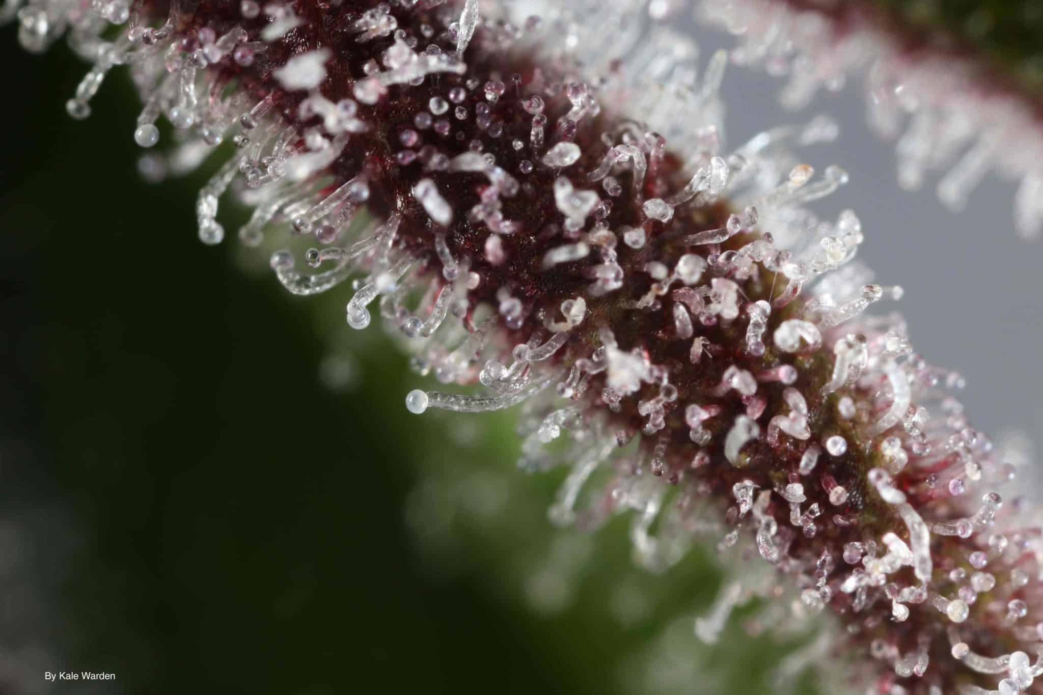 Trichome Institute Discount Coupon Promo Certificate Store1