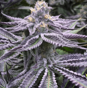 Dr Seeds Coupons Purple Punch Photoperiod Feminized Seeds