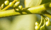 Hemp Touch Coupon Code - Online Discount - Save On Cannabis