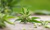 Hemp Touch Coupon Code - Online Discount - Save On Cannabis