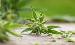Hemp Touch Coupon Code - Online Discount - Save On Cannabis