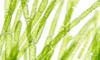 Hemp Touch Coupon Code - Online Discount - Save On Cannabis