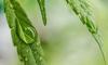 Hemp Touch Coupon Code - Online Discount - Save On Cannabis