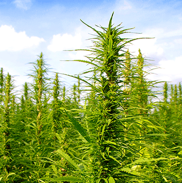 MediPen Coupon Code - Online Discount - Save On Cannabis