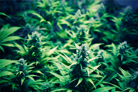 MediPen Coupon Code - Online Discount - Save On Cannabis