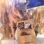 An orange adult cat poses next to a bag of Canna-Pet treats while sticking his tongue out.