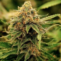 Montreal Cannabis Seeds Coupon Code Online Discount Save On Cannabis