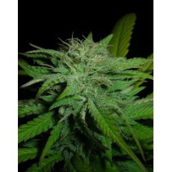 Montreal Cannabis Seeds Coupon Code Online Discount Save On Cannabis