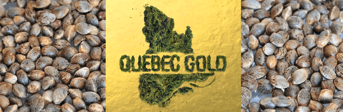 Quebec Cannabis Seeds Coupon Code Online Discount Save On Cannabis