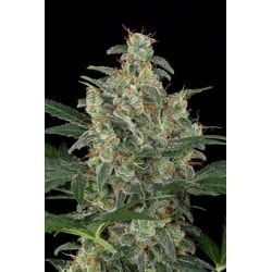 Super Auto Flowers Coupon Code Online Discount Save On Cannabis