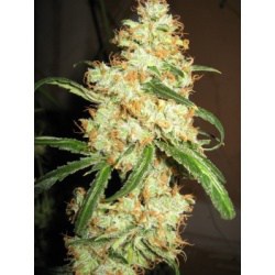 Super Auto Flowers Coupon Code Online Discount Save On Cannabis