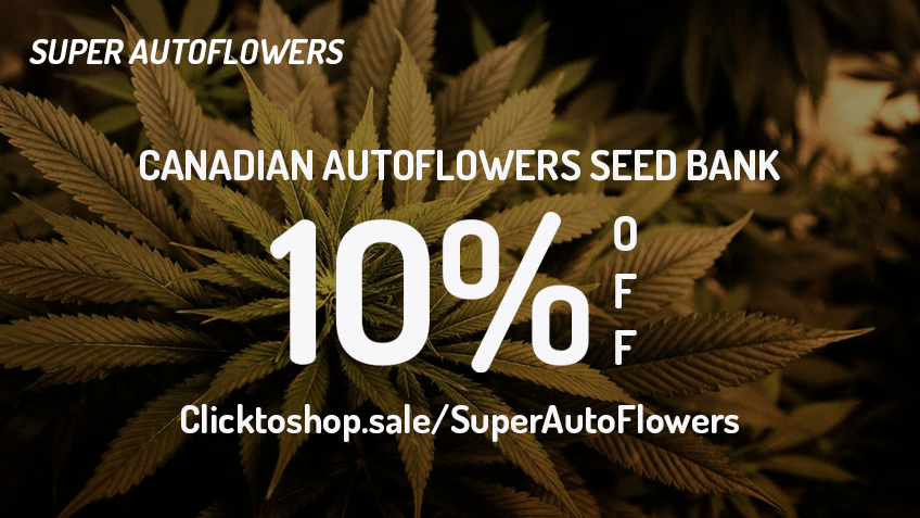 Save Money With Super Auto Flowers Coupon Codes Buy Cannabis Seeds