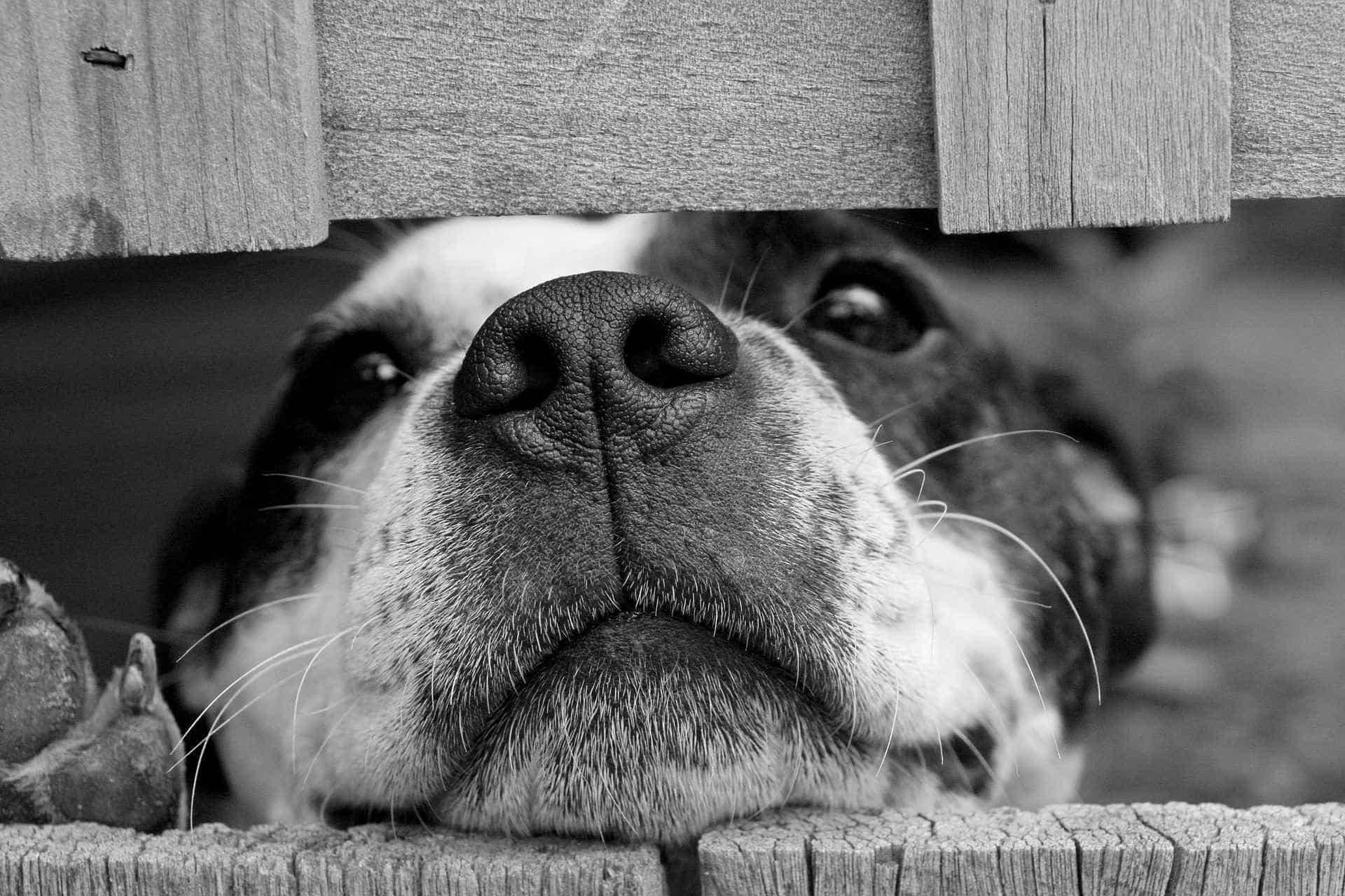 Bark Avenue Coupon Code Online Discount Save On Cannabis