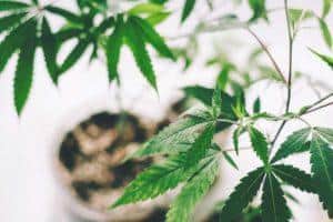 JustCBD Coupon Code Online Discount Save On Cannabis