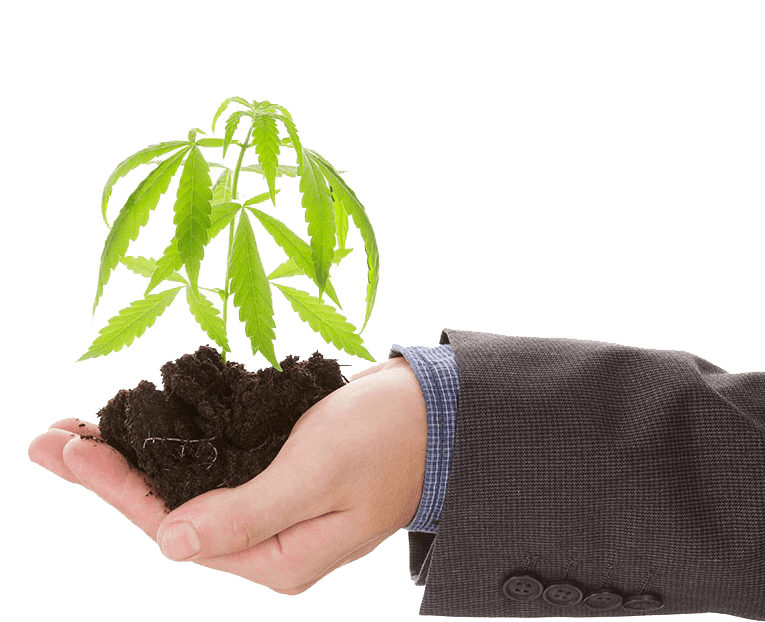 The Green Ace Coupon Code Online Discount Save On Cannabis