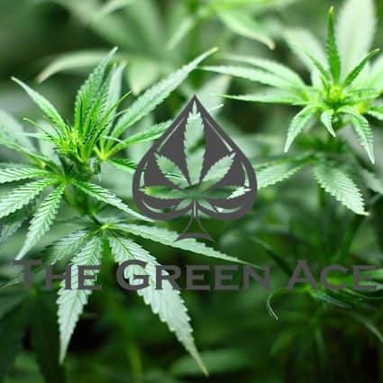 The Green Ace Coupon Code Online Discount Save On Cannabis