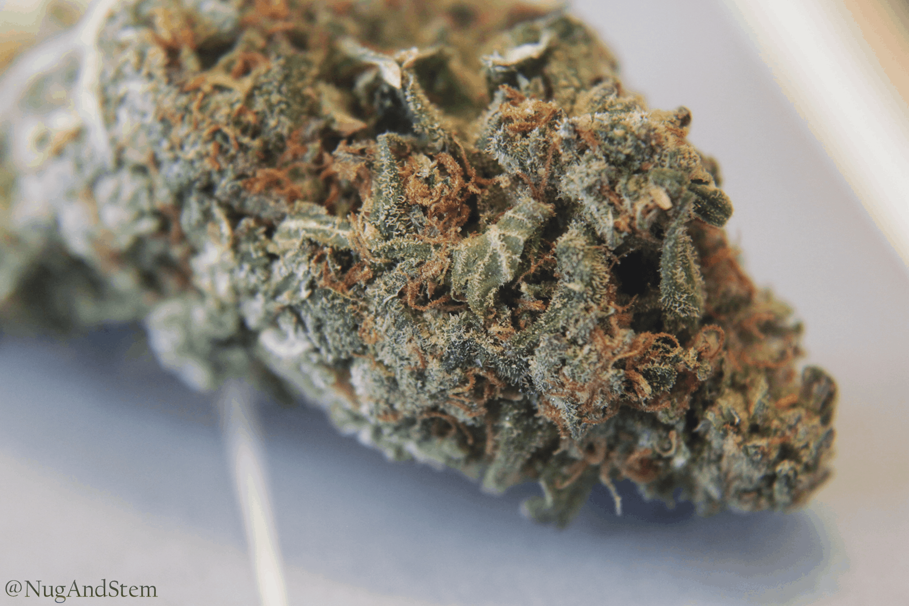 Evergreen Medicinal Review - Save On Cannabis Mail Order Marijuana Canada Monster OG