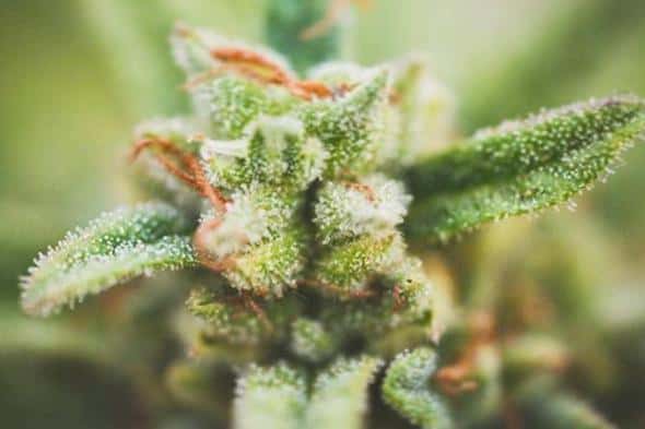 Fog & Tree Coupon Code discounts promos save on cannabis online Store2