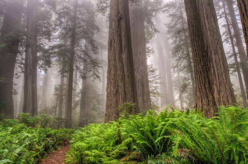 Fog & Tree Coupon Code discounts promos save on cannabis online Store4