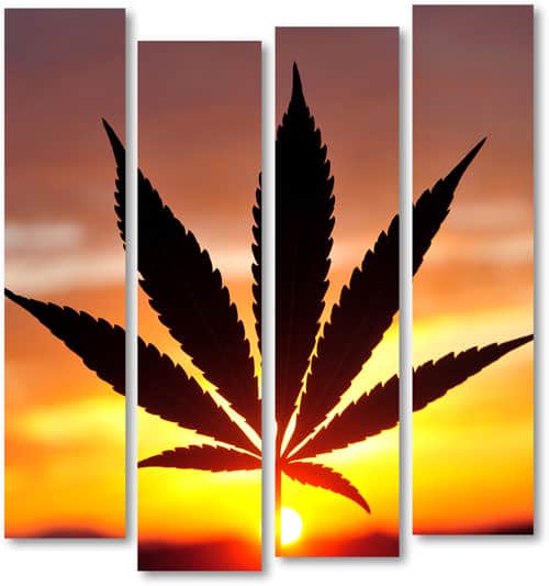 Speed Greens CBD Coupon Code discounts promos save on cannabis online Store28