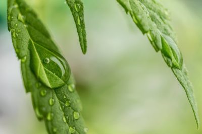 The Relief Leaf CBD Coupon Code discounts promos save on cannabis online Store1