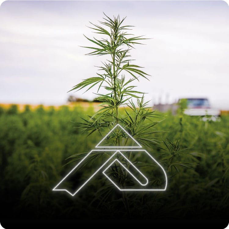 Pinnacle Hemp CBD Coupon Code discounts promos save on cannabis online Store14