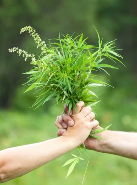 two hand shaking with weed in there hand