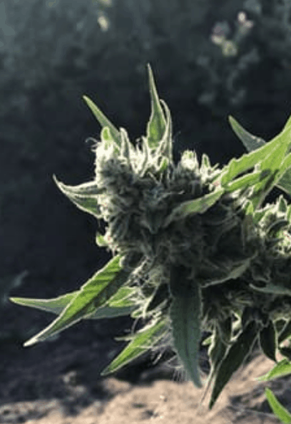 Cannovia CBD Coupon Code Cannabidiol