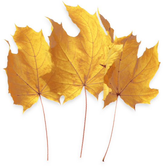 Flora CBD Coupon Code Leaf