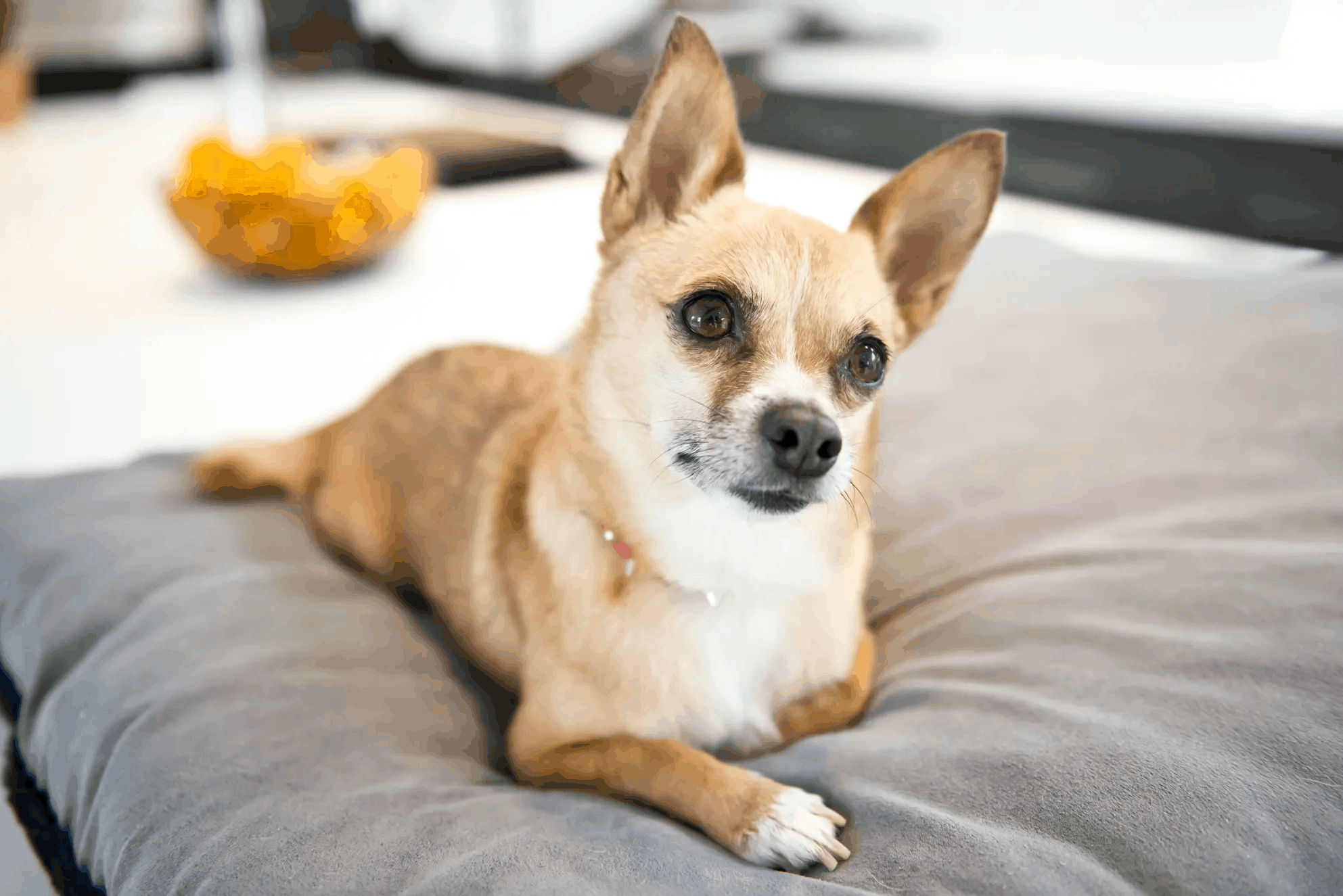 Greenwell Pet CBD Coupon Code About us