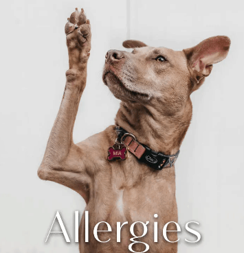 Greenwell Pet Box CBD Coupon Code Allergies