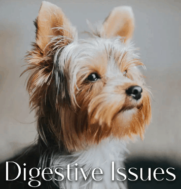 Greenwell Pet CBD Coupon Code Digestive Issue