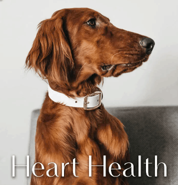 Greenwell Pet CBD Coupon Code Healthy Heart