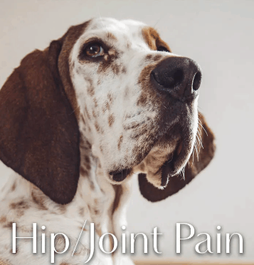 Greenwell Pet Box CBD Coupon Code Joint Pains