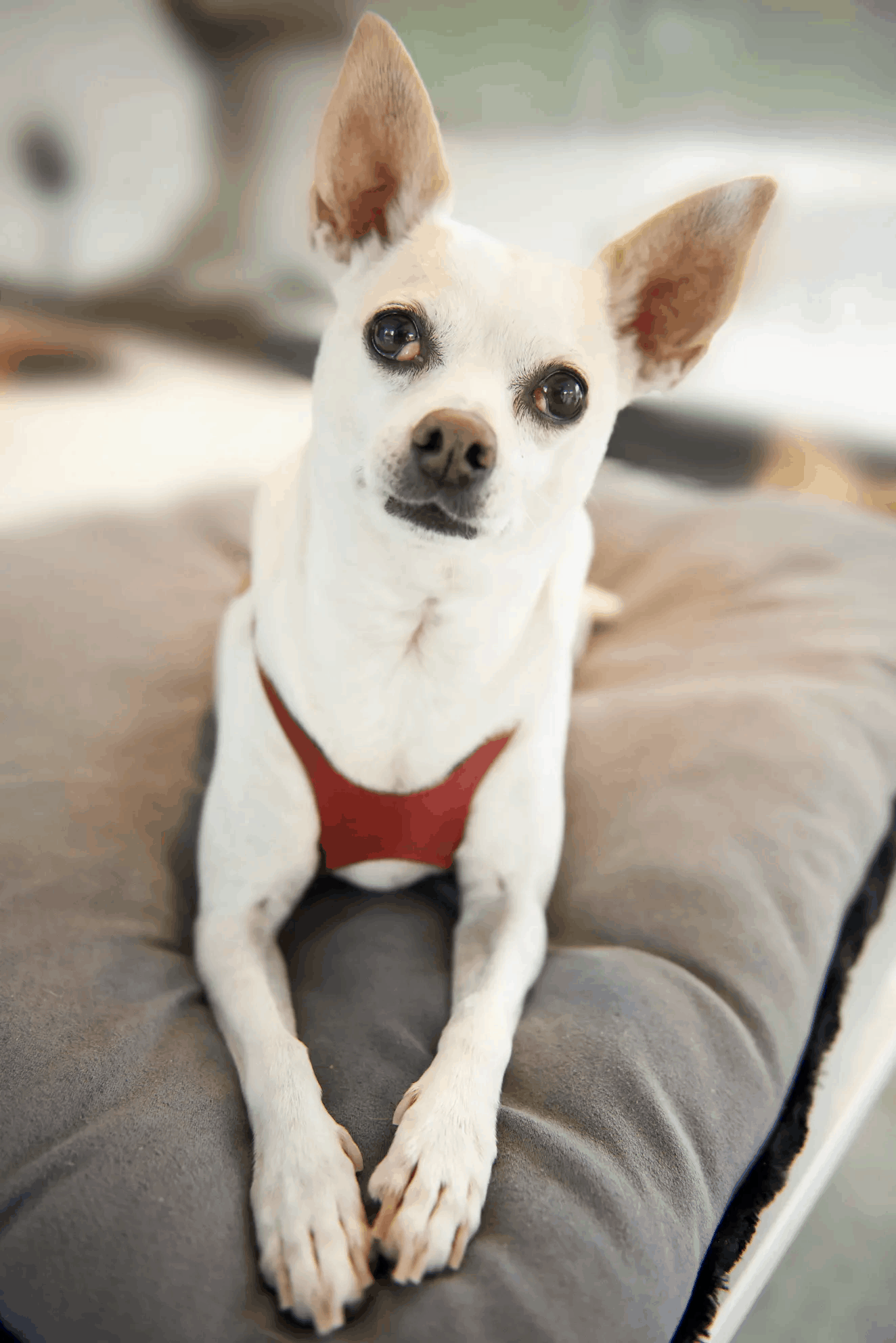 Greenwell Pet CBD Coupon Code Pet Friendly