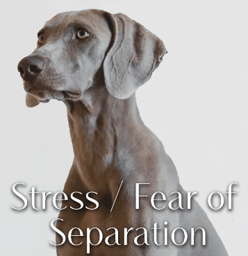 Greenwell Pet CBD Coupon Code Stress