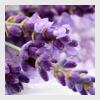 HealthSmart CBD Coupon Code Linalool