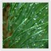 HealthSmart CBD Coupon Code Pinene
