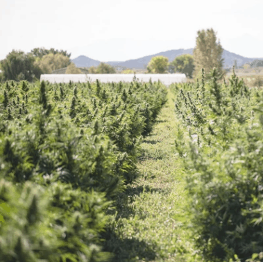 ittle Flower Hemp Company Coupon Code Greenery