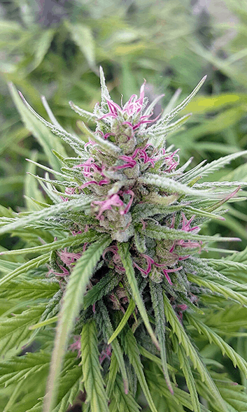Tree of Life Botanicals CBD Coupon Code Plant