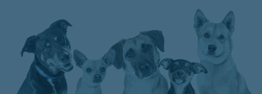 Petlycbd Coupon Code Care