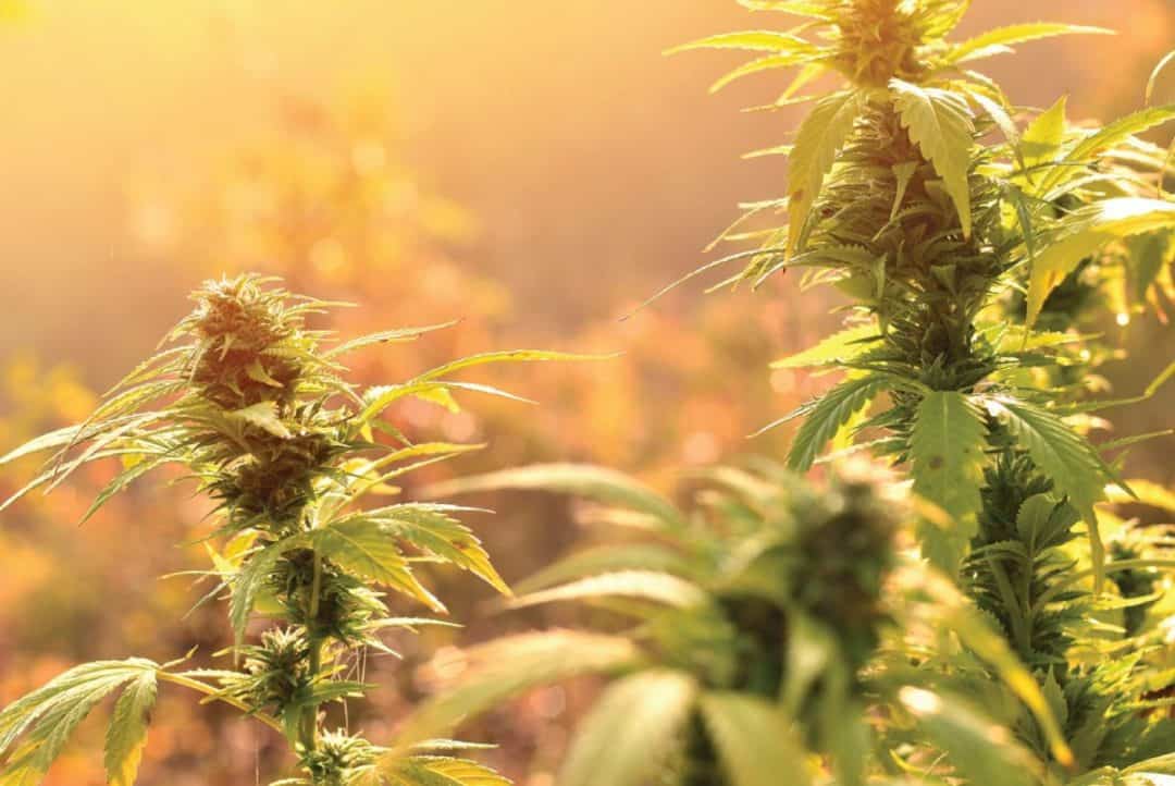 Redwood Reserves CBD Coupon Code Golden Hemp